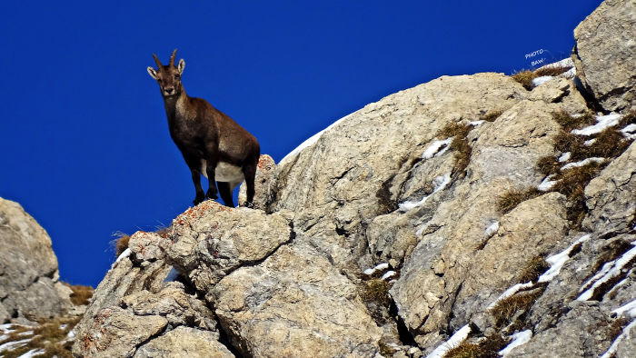 Bouquetins massif de la Vanoise