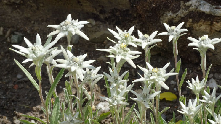 Massif de la Vanoise Edelweiss 
