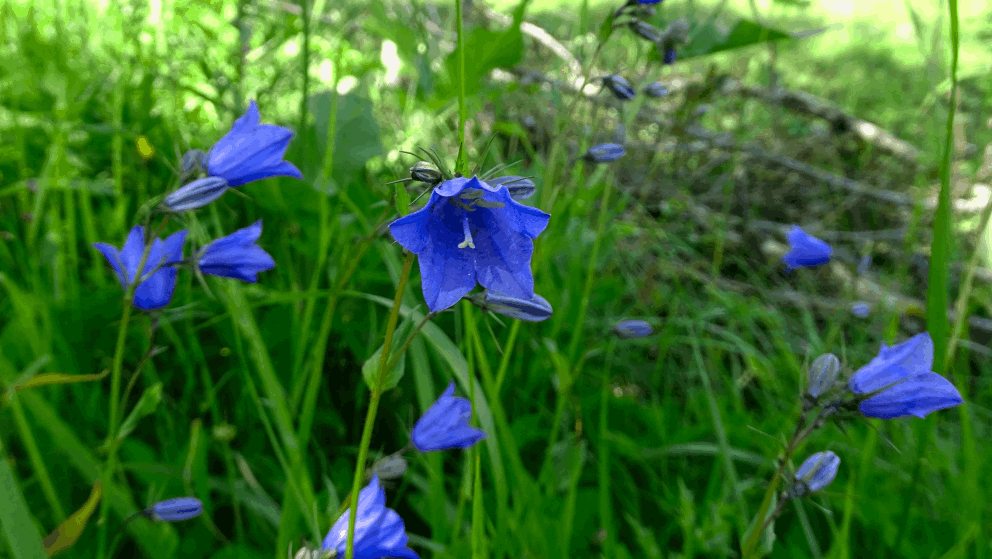 flore alpine massif de la Vanoise