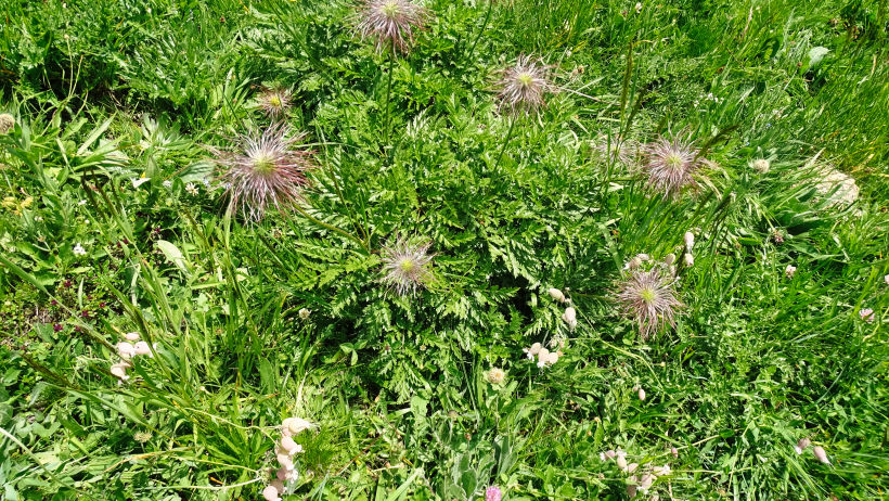 flore alpine massif de la Vanoise