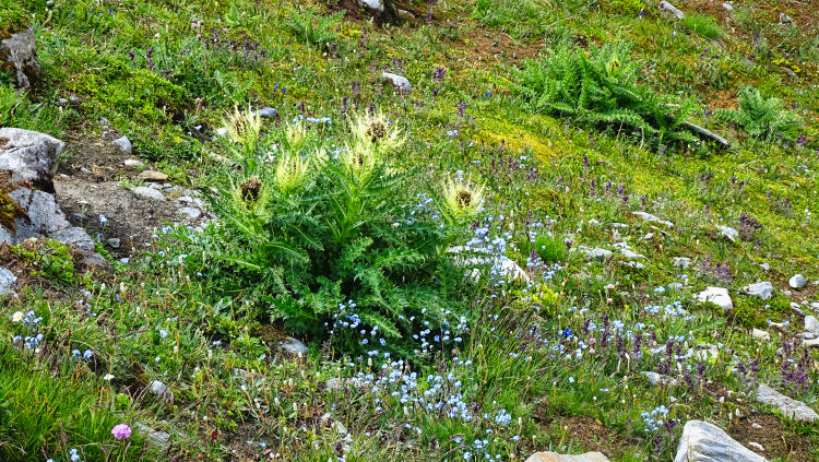 flore alpine massif de la Vanoise