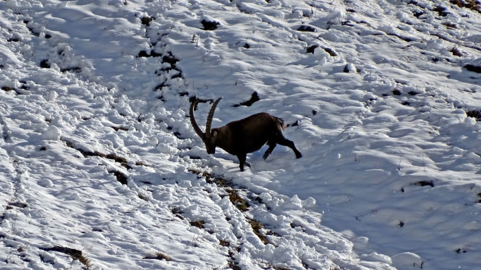 Bouquetins massif de la Vanoise