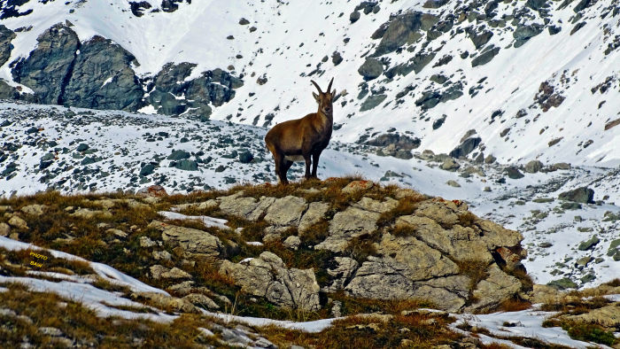 Bouquetins massif de la Vanoise
