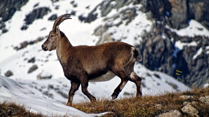 Bouquetins massif de la Vanoise