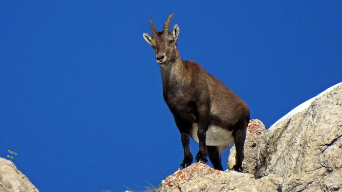Bouquetins massif de la Vanoise