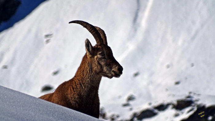 Bouquetins massif de la Vanoise