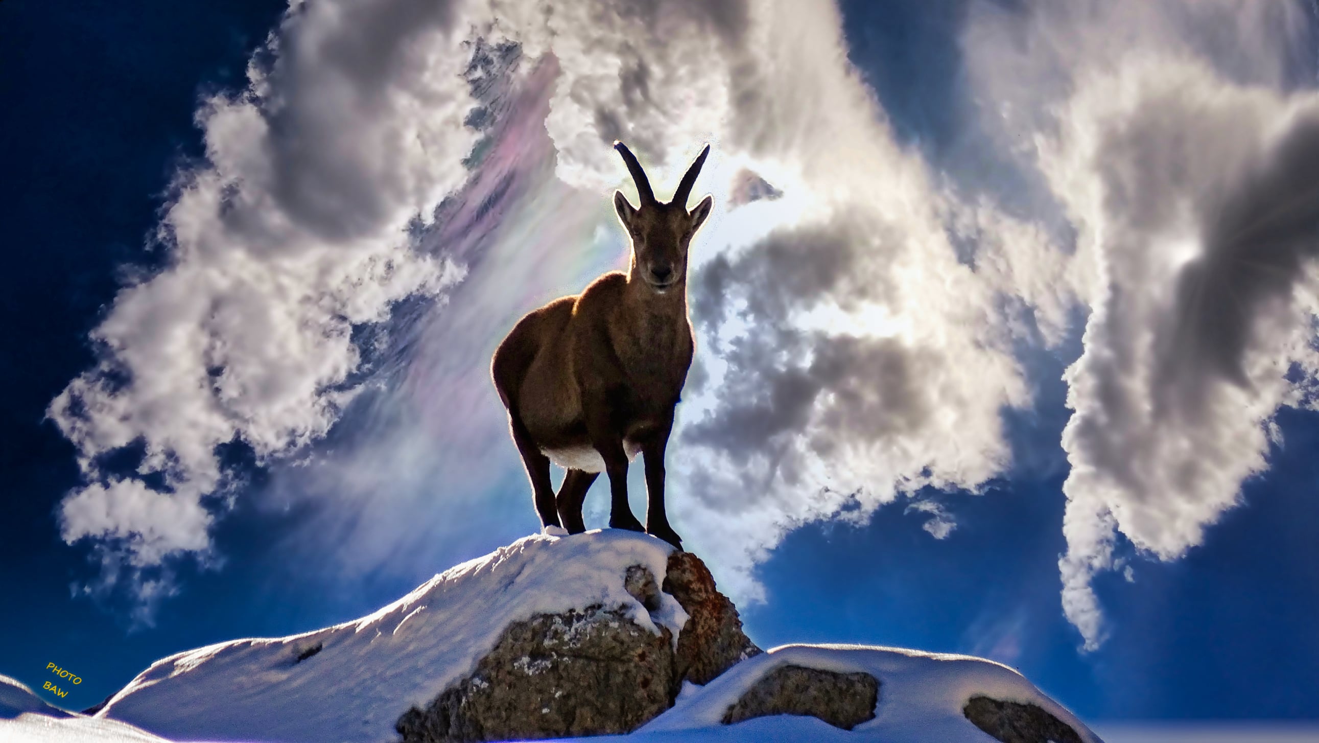 bouquetin massif de la Vanoise photo BAW