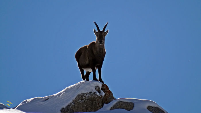 Bouquetins massif de la Vanoise