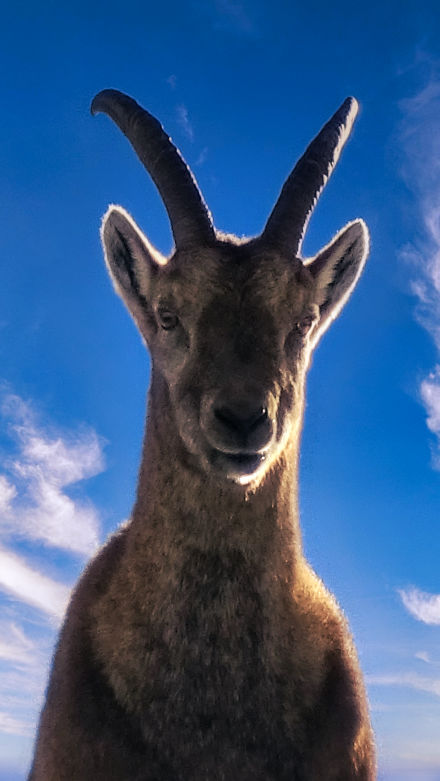 Marmotte en Vanoise à Tignes
