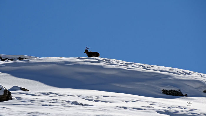Bouquetins massif de la Vanoise