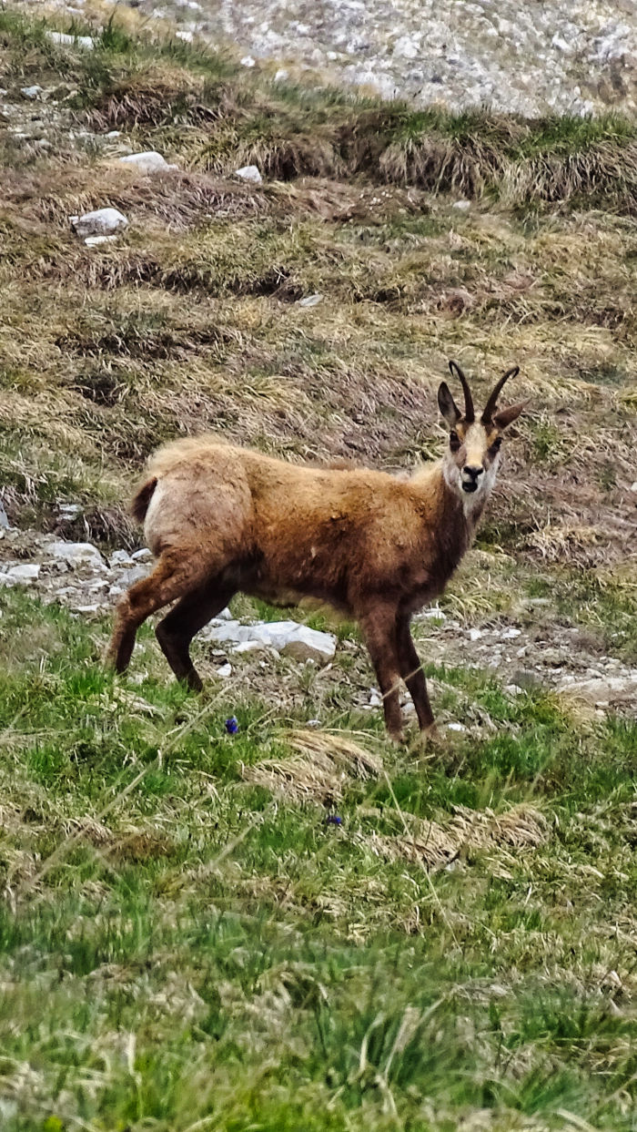 Bouquetins massif de la Vanoise