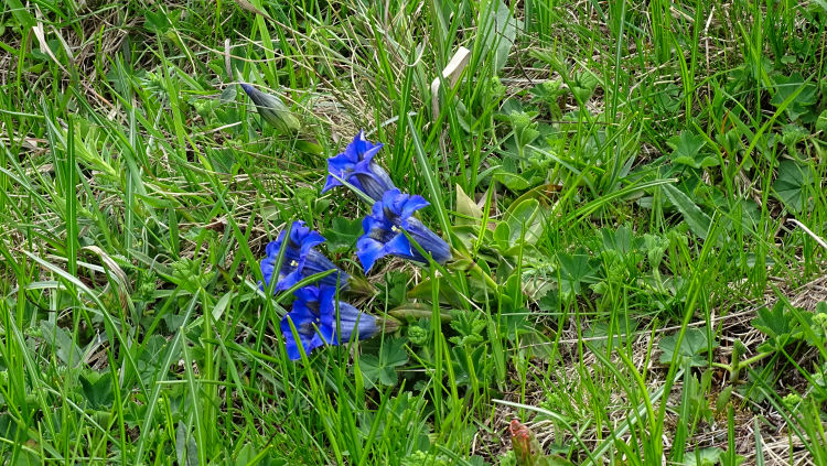 flore alpine massif de la Vanoise