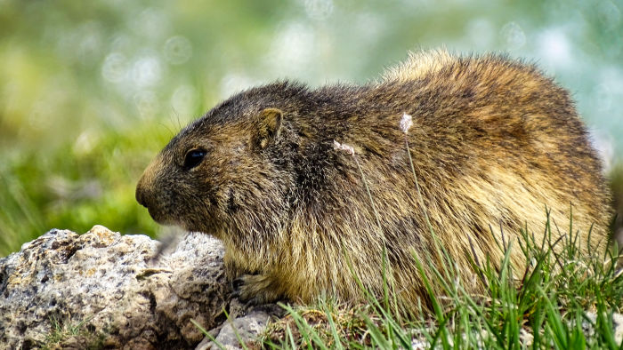 Marmotte en Vanoise