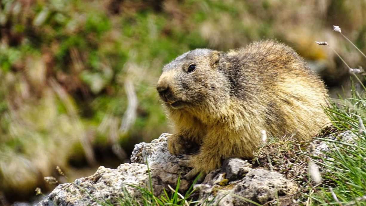 Marmotte massif de la Vanoise