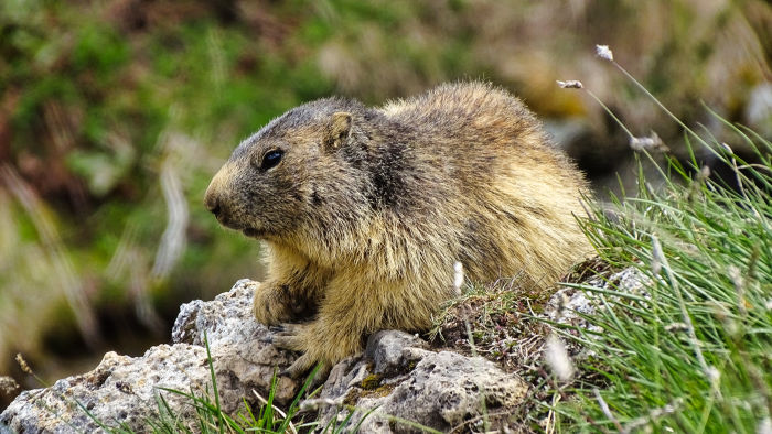 Marmotte en Vanoise