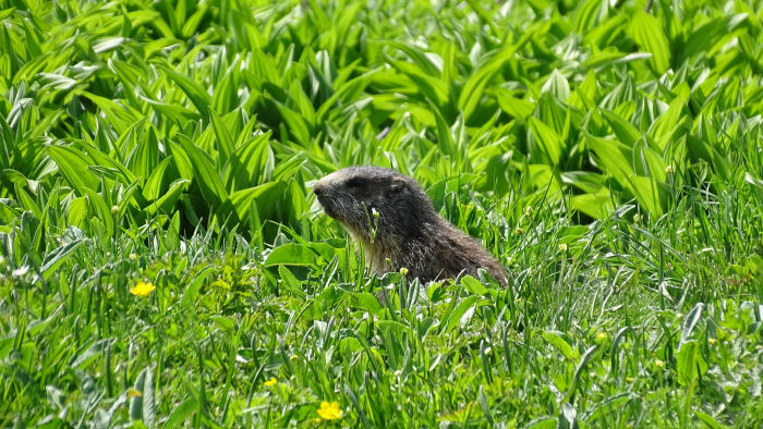 Marmotte en Vanoise