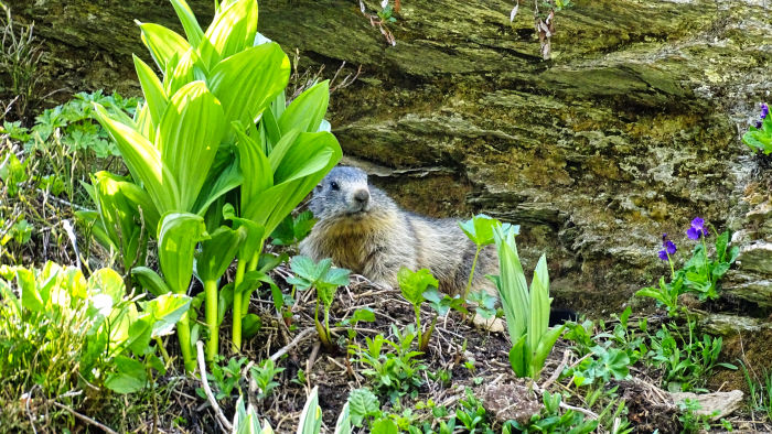 Marmotte en Vanoise