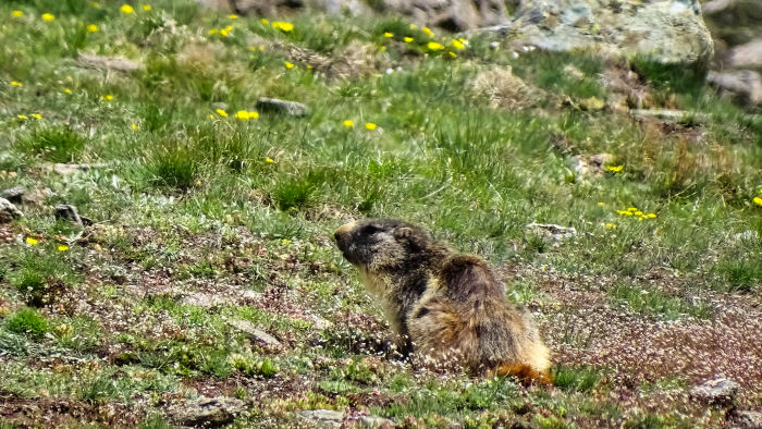 Marmotte en Vanoise