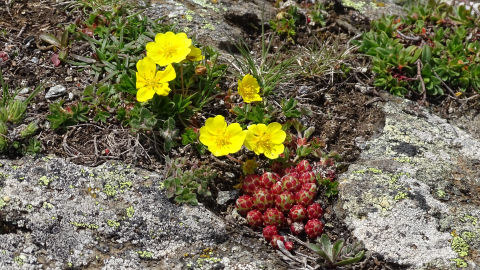 flore alpine massif de la Vanoise