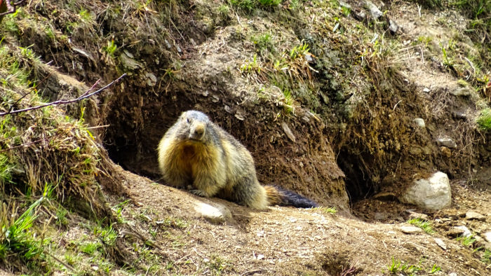 Marmotte en Vanoise