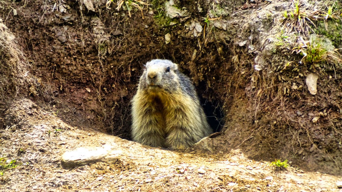 Marmotte en Vanoise