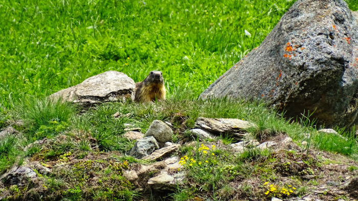 Marmotte en Vanoise