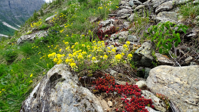flore alpine massif de la Vanoise
