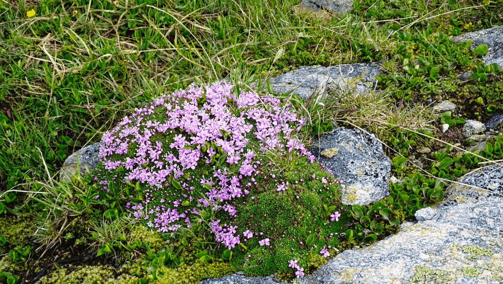 flore alpine massif de la Vanoise
