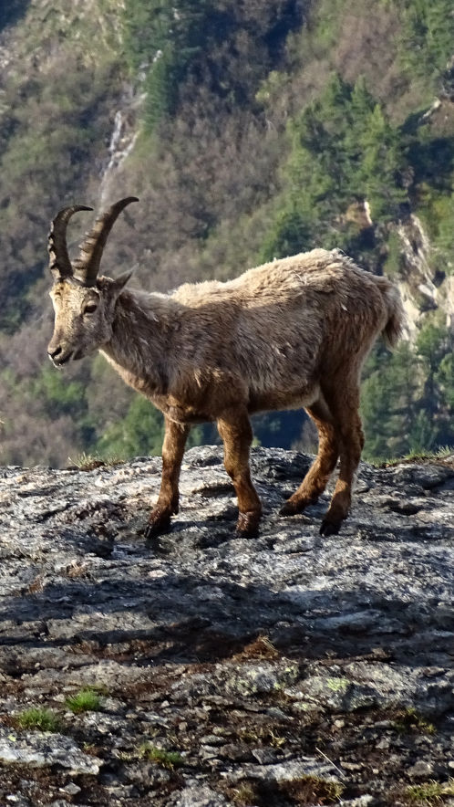 Bouquetin massif de la Vanoise Refuge d'Aussois 