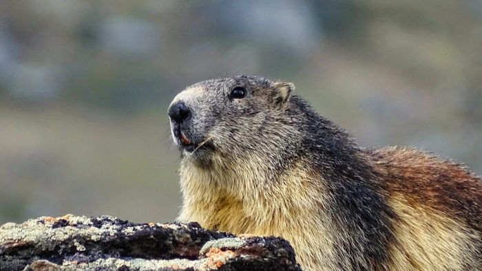 Marmotte en Vanoise
