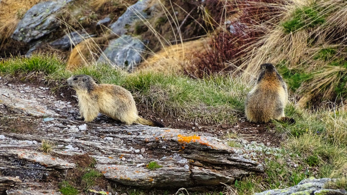 Marmotte en Vanoise
