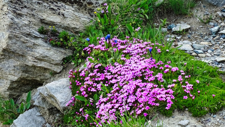 l'écot bonneval sur arc randonnée en vanoise