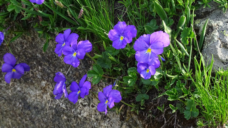 l'écot bonneval sur arc randonnée en vanoise