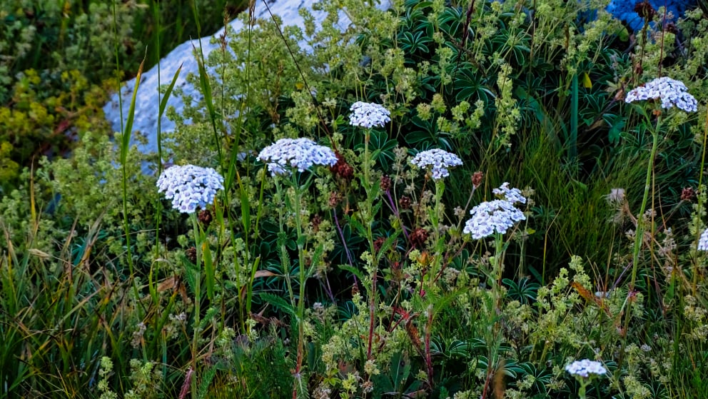 flore alpine massif de la Vanoise