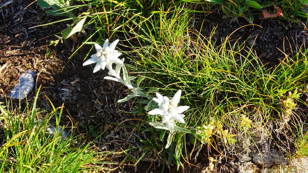 flore alpine massif de la Vanoise
