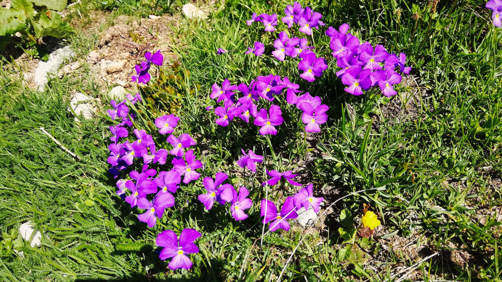 flore alpine massif de la Vanoise